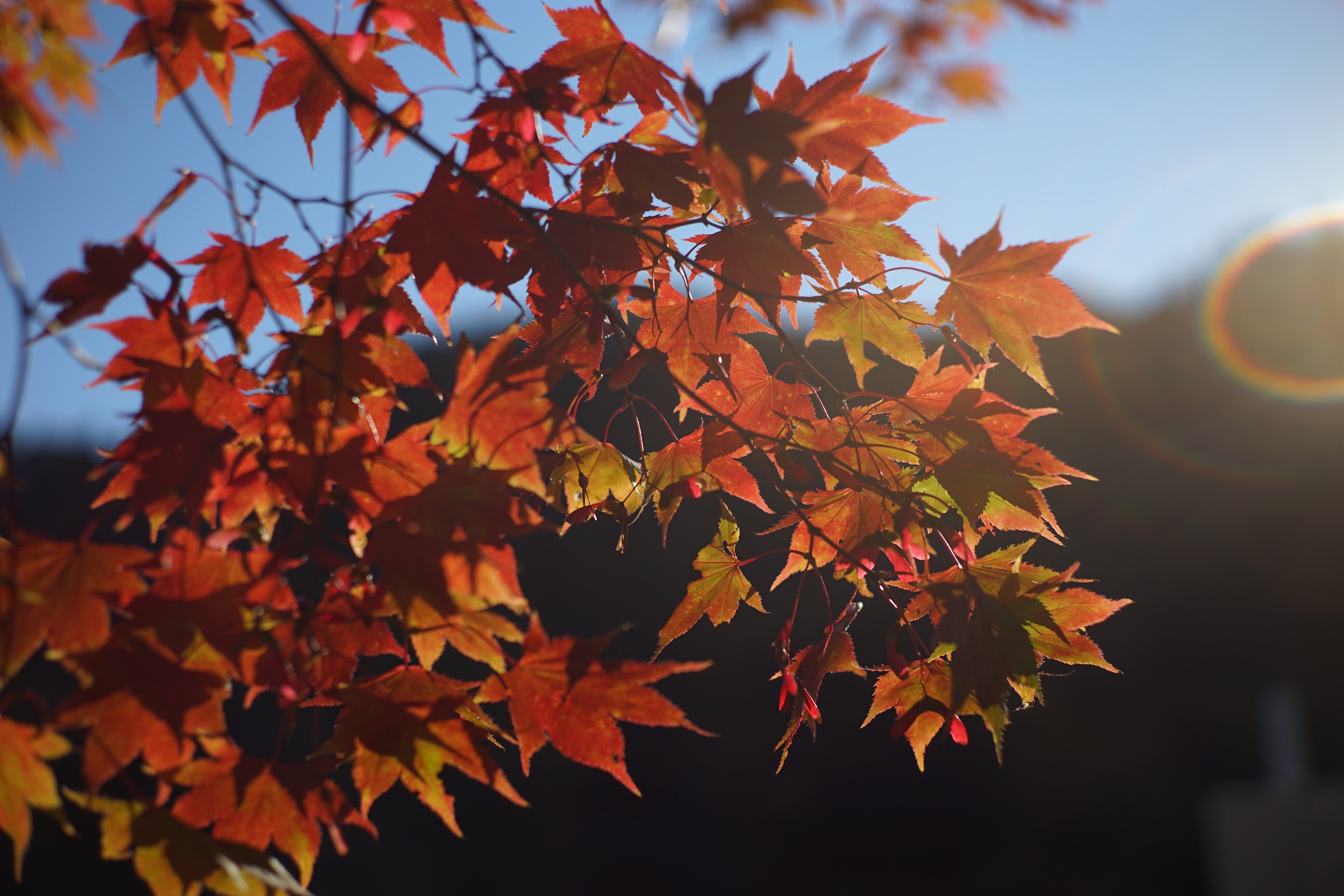 滝の上公園 紅葉 16年 秋 北海道