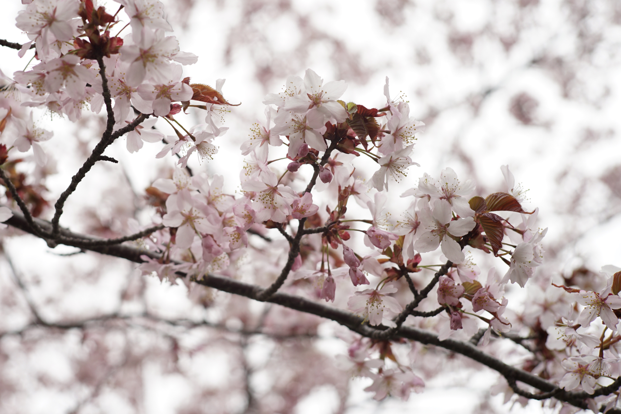 北海道 札幌 桜 梅 桜前線 16