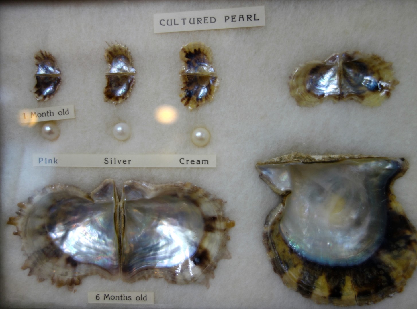 養殖真珠と母貝